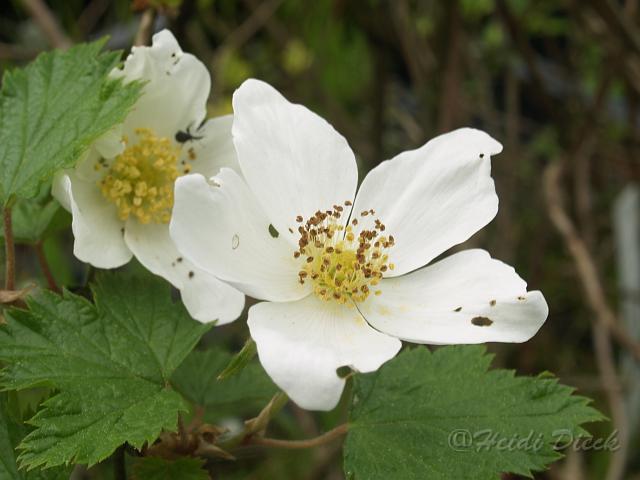 Rubus x tridel Benendon1.JPG